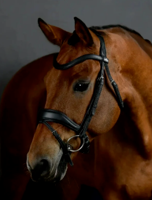 Equi-Sense Bridle