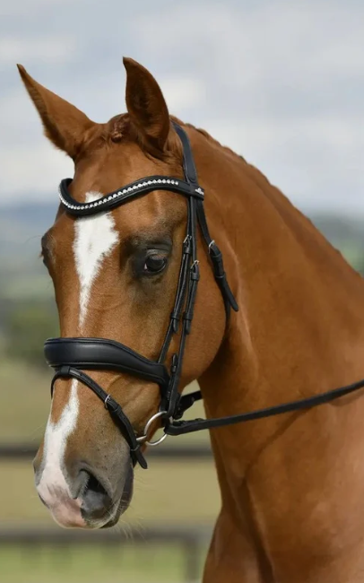 Equi-Sense Bridle